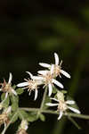 Toothed whitetop aster 